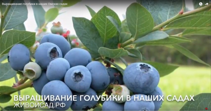 Посадка Голубики