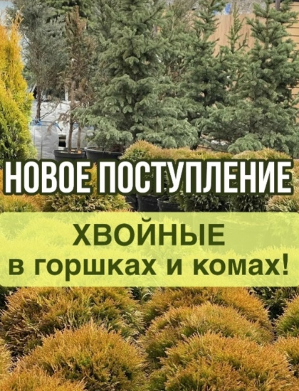 Поступили хвойные