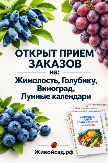 Прием заказов 2026г