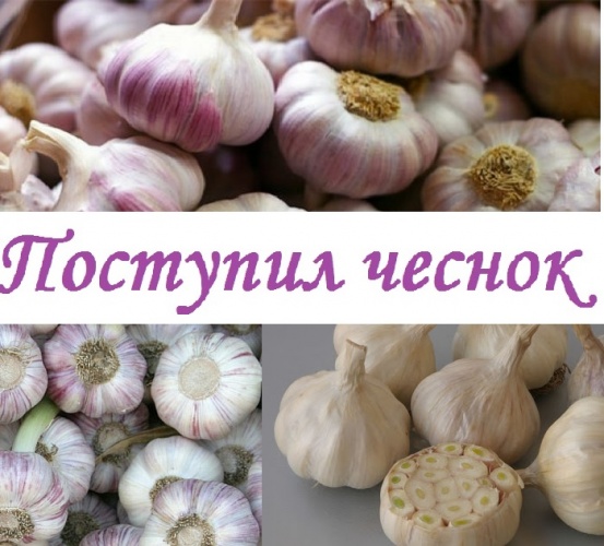 Уже в продаже Чеснок семенной озимый "Добрыня" и яровой чеснок "Ершовский"!