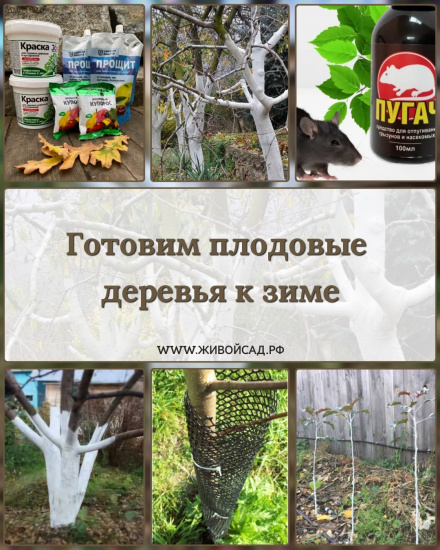 Гоотовим плодовые растения к зиме