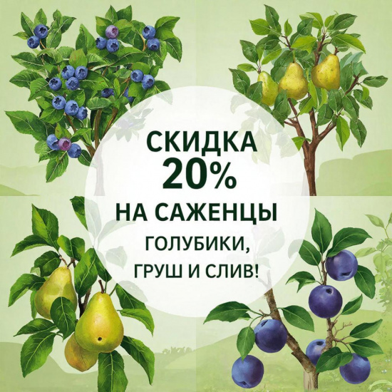 Скидка 20% на саженцы голубики, груш и сливы