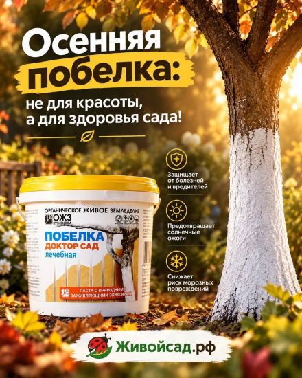 побелка