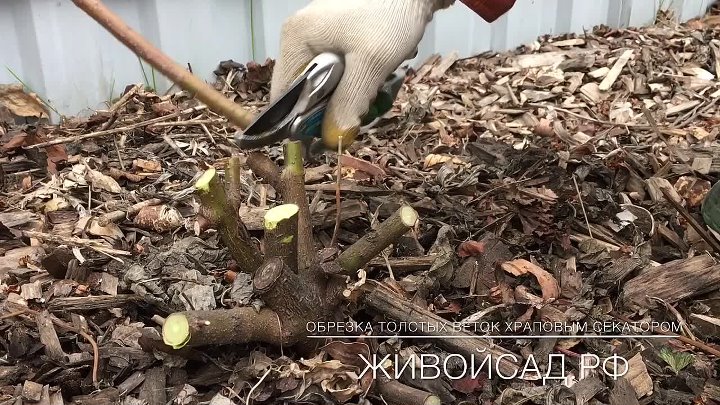 Обрезка ХРАПОВЫМ секатором