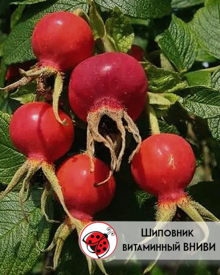 день шиповника