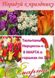 Тюльпаны и Нарциссы к 8 Марта