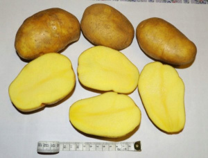 Семенной картофель элитной репродукции